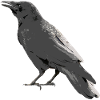 raven