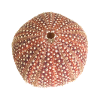 Seeigel