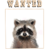 Racoon