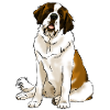Chien Saint Bernard (clear textiles)