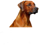 Rhodesian Ridgeback Mama