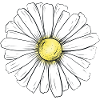 Minimalist daisy