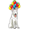 Berger suisse blanc avec ballons