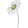 Summery daisy
