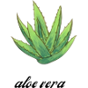aloe vera