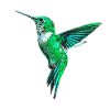 hummingbird
