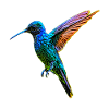 hummingbird