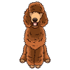 Caniche brun