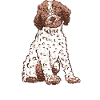 Lagotto Romagnolo Water Dog Dad