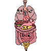 Organs Biology