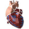 Herz Anatomie