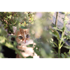 Cat in the countryside