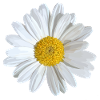 White daisies bloom
