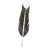 Feder - Hoffnung - Feather