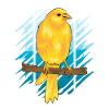 CANARY by The Manzanita ́s