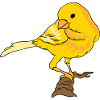 CANARI JAUNE PAR MANZANITA