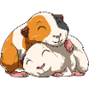 Guinea pig couple
