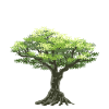 Olivträd Olivträd Grekland Naturskörd