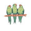 parrots