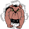 Bulldog
