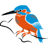 kingfisher