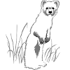 Weasel on meadow