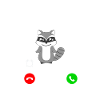 raccoon
