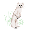 Meadow with weasel