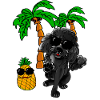 black poodle with sunglasses