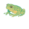 Frosch
