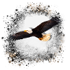 eagle,graffiti ,painting,eagle,flying,bird