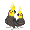 OISEAUX NYMPHÈNES PAR THE MANZANITA