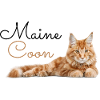 Maine Coon
