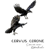 Raven crow -carrion crow