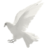 Sign of peace (dove)