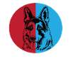 Belgian Malinois