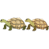 Turtles
