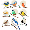 oiseaux, oiseaux, mésanges,