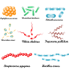 Famous bacteria - pathogens