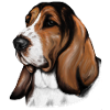 Basset Portrait