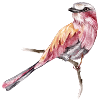 Vogel