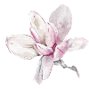 Blume