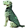 Airedale Terrier