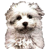 Maltese