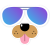 cool dog
