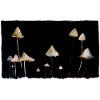 Champignons
