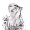 Groundhog in bloom