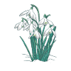 Snowdrop