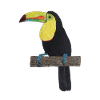 Toucan Jungle Rainforest
