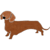 Chien de saucisse